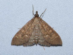 Mecyna mustelinalis