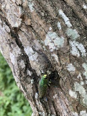 Buprestidae