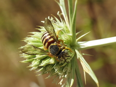 Icteranthidium grohmanni