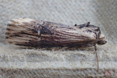 Crambodes talidiformis