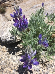 Lupinus breweri