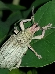 Compsus auricephalus