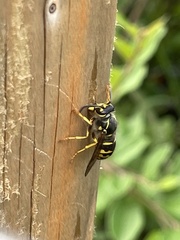 Dolichovespula arenaria