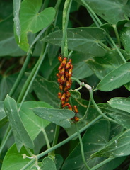 Oncopeltus guttaloides