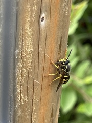 Dolichovespula arenaria