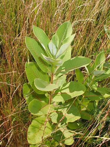 Showy milkweed foliage