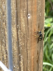 Dolichovespula arenaria
