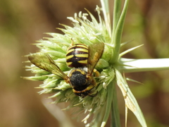 Icteranthidium grohmanni