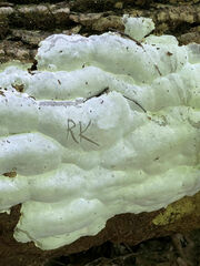 Fomitopsis meliae