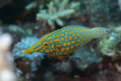 Harlequin Filefish photo 3