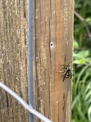 Dolichovespula arenaria