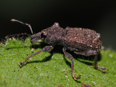 Dyslobus tumidus