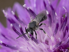 Lasioglossum leucozonium