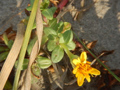 Pectis multiflosculosa