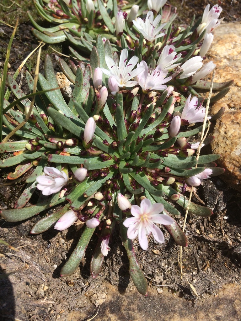 glandular lewisia