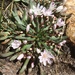 Glandular Lewisia - Photo (c) Tim Giller, some rights reserved (CC BY-NC), uploaded by Tim Giller