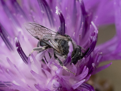 Lasioglossum leucozonium