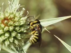 Icteranthidium grohmanni