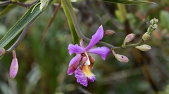 Sobralia dichotoma