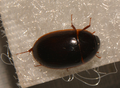 Cymbiodyta bifidus