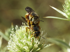 Icteranthidium grohmanni