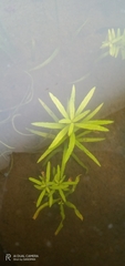 Limnophila aromatica