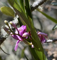 Sobralia dichotoma