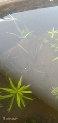 Limnophila aromatica