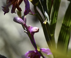 Sobralia dichotoma