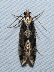 Morophagoides