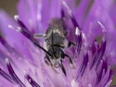 Lasioglossum leucozonium