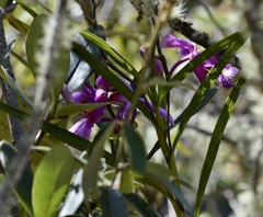 Sobralia dichotoma