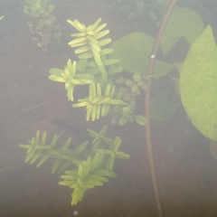 Rotala rotundifolia