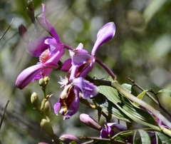 Sobralia dichotoma