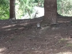 Sciurus carolinensis