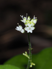Circaea alpina pacifica