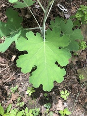 Macleaya cordata