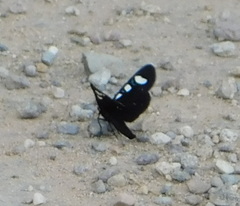 Alypiodes bimaculata