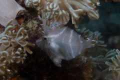 Flower-Coral Filefish photo 3