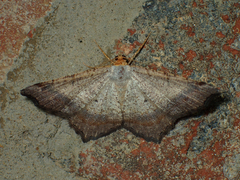 Macaria bicolorata
