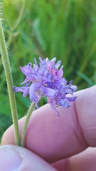 Peronospora violacea