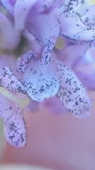 Peronospora violacea