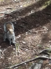 Sciurus carolinensis