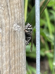 Dolichovespula maculata