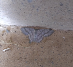 Chloropteryx opalaria