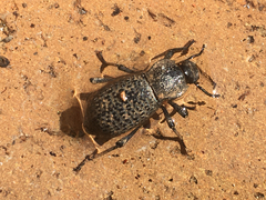 Cryptoglossa variolosa