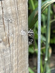 Dolichovespula maculata