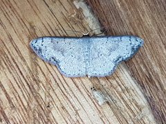 Ptychamalia grisescens