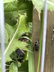 Dolichovespula maculata