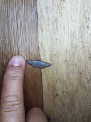 Ptychamalia grisescens